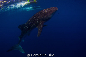 To dive/snorkling with this beautiful creatures is the be... by Harald Fauske 